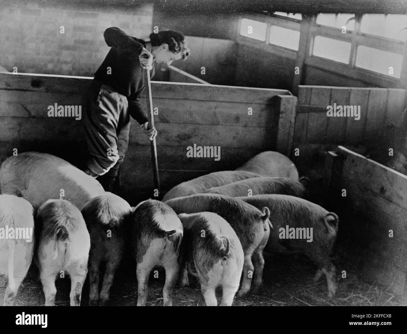 Vintage-Foto von ca. April 1943 von einer nicht identifizierten britischen Frau, die auf einem Bauernhof arbeitete und einen Schweinestall als Teil der Women's Land Army während des Zweiten Weltkriegs bei der Nahrungsmittelproduktion half Stockfoto