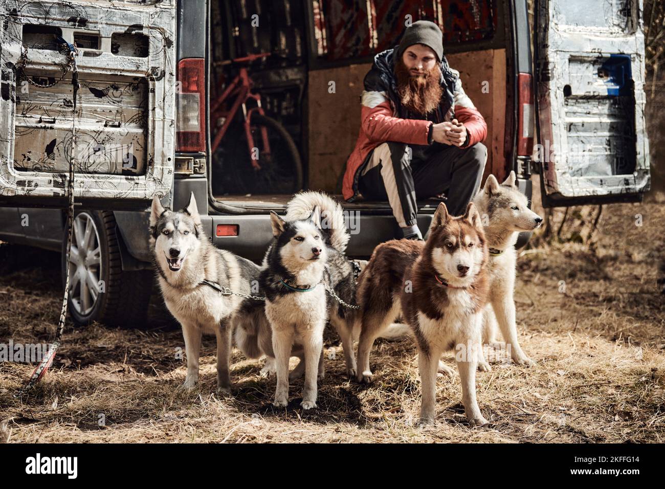 Bärtiger Mann sitzt hinten auf einem Lastwagen vor vier sibirischen Husky-Hunden, einem Dryland-Schlittenhund-Bikejoring-Team. Bärtiger Mann in schwarzem Hut und Jacke sieht an Stockfoto