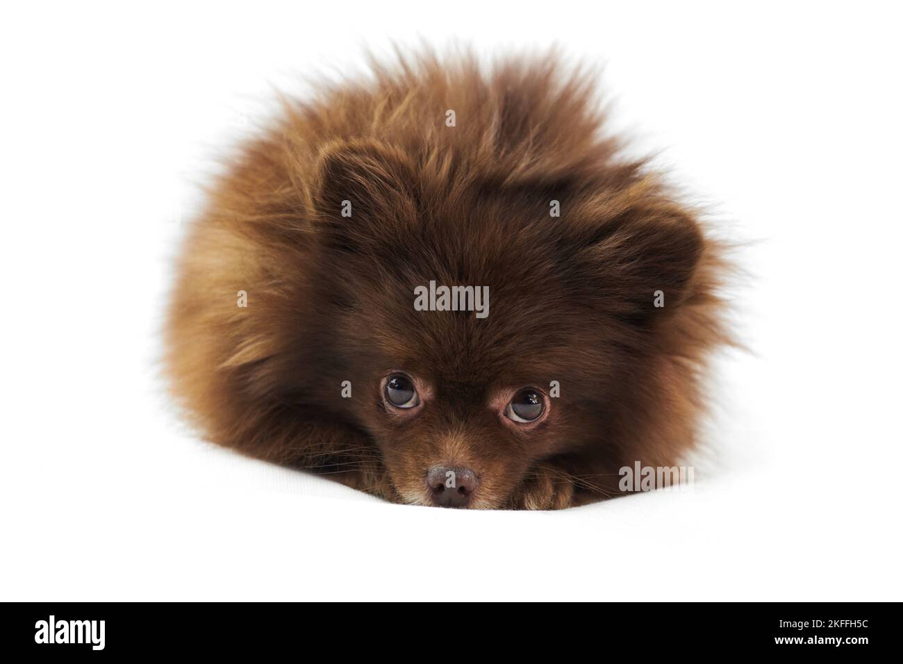 Niedliche braune Pomeranian Spitz Hund liegt und geschoben Nase isoliert auf weißem Hintergrund, charmante flauschige Spitz Welpe Schokolade bräunliche Fellfarbe. Hochformat Stockfoto