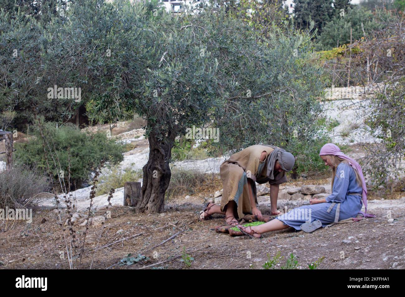 4. November 2022 Ein junges Paar in traditioneller Kleidung, das geerntete Oliven von einem alten Olivenbaum würzt. Das Hotel befindet sich im Nazareth Village Open Air Stockfoto