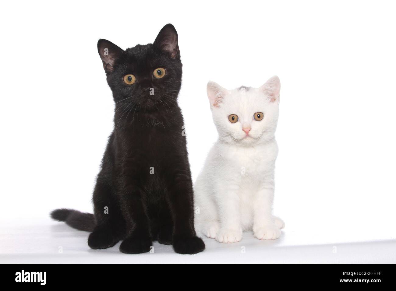2 Britisch Kurzhaar Kitten Stockfoto