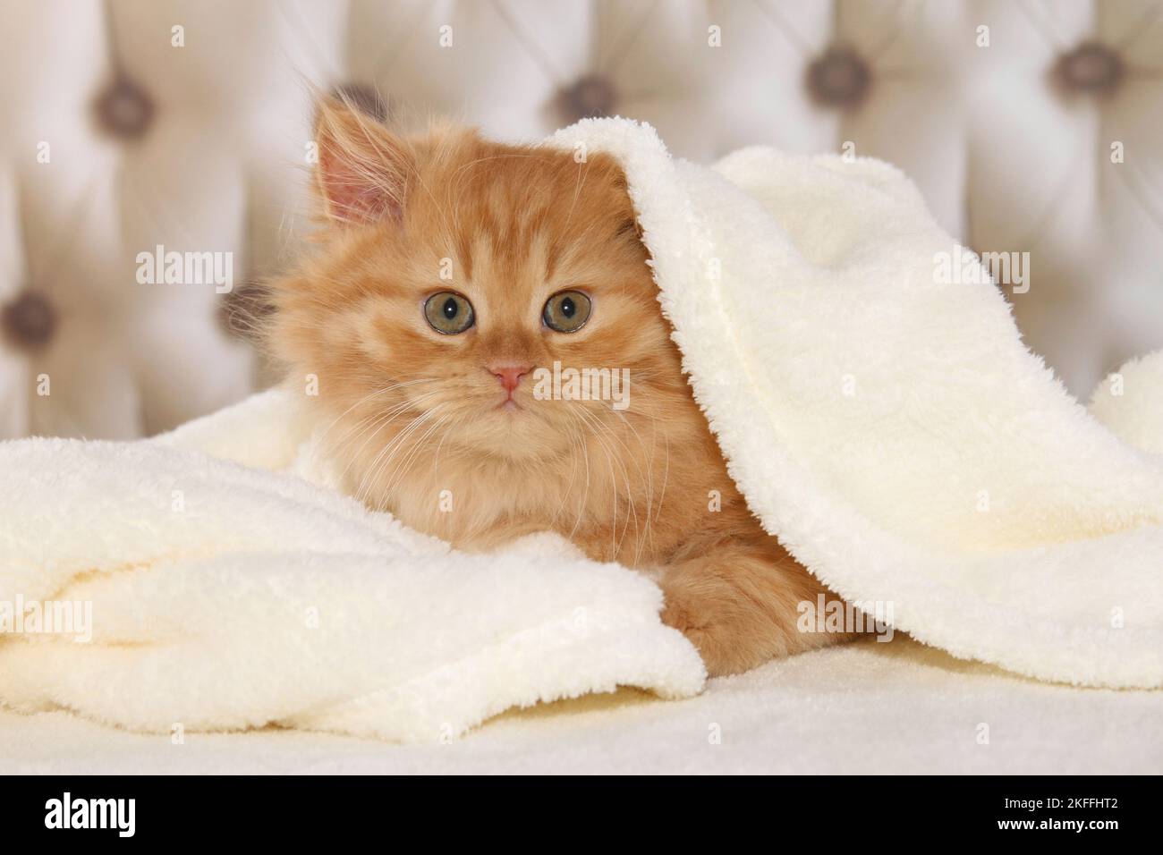 Deutsch Langhaar Kitten Stockfoto