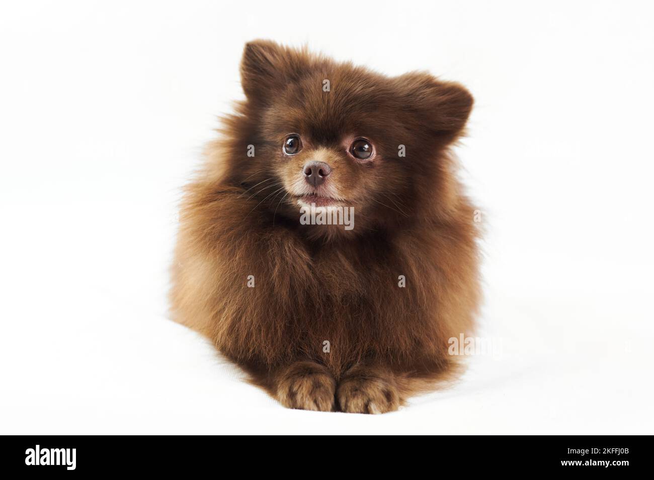 Brown Pommeranian Spitz Hund liegt isoliert auf weißem Hintergrund, niedlich Spitz Welpe Schokolade bräunliche Fellfarbe. Porträt von lustigen pommerschen Spitz Lügen Stockfoto