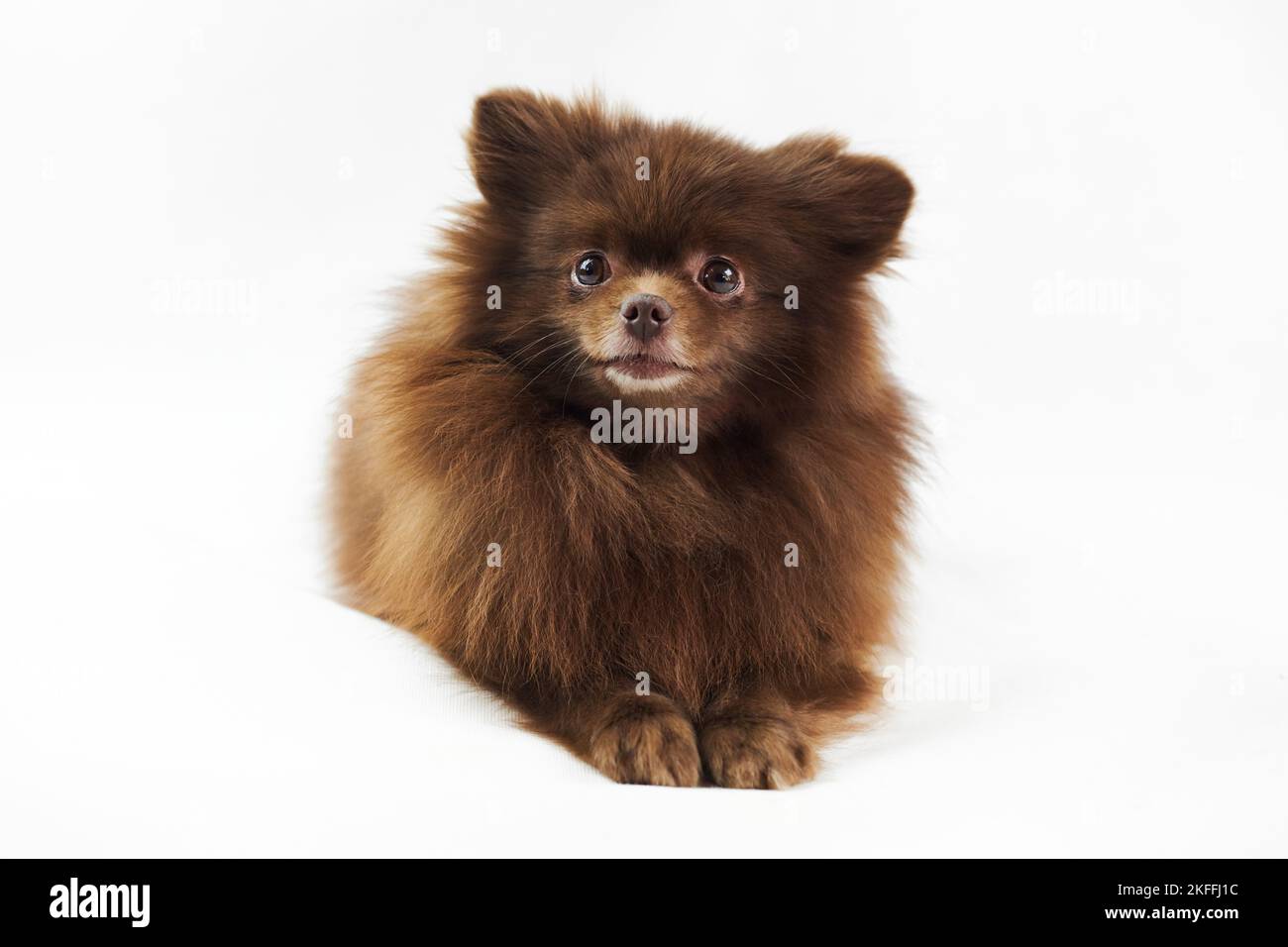 Brown Pommeranian Spitz Hund liegt isoliert auf weißem Hintergrund, niedlich Spitz Welpe Schokolade bräunliche Fellfarbe. Porträt von lustigen pommerschen Spitz Lügen Stockfoto