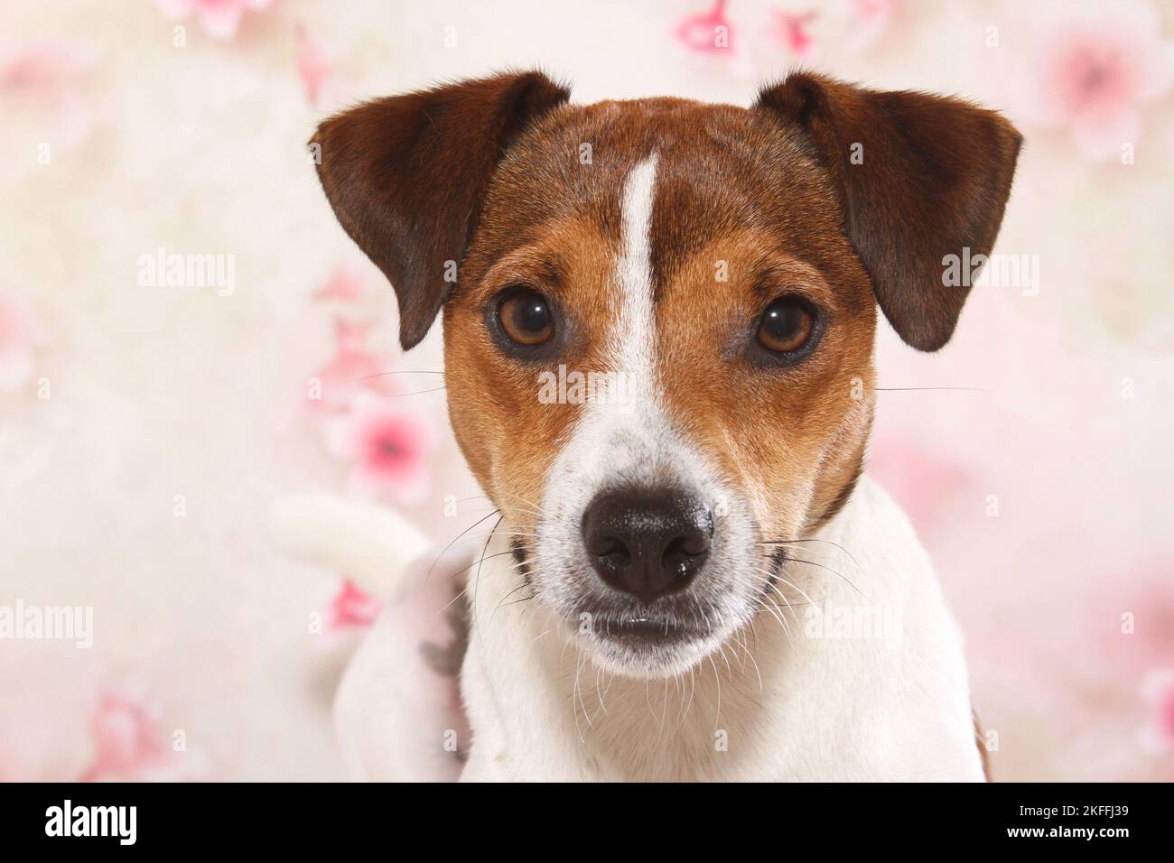 Parson Russell Terrier Portrait Stockfoto