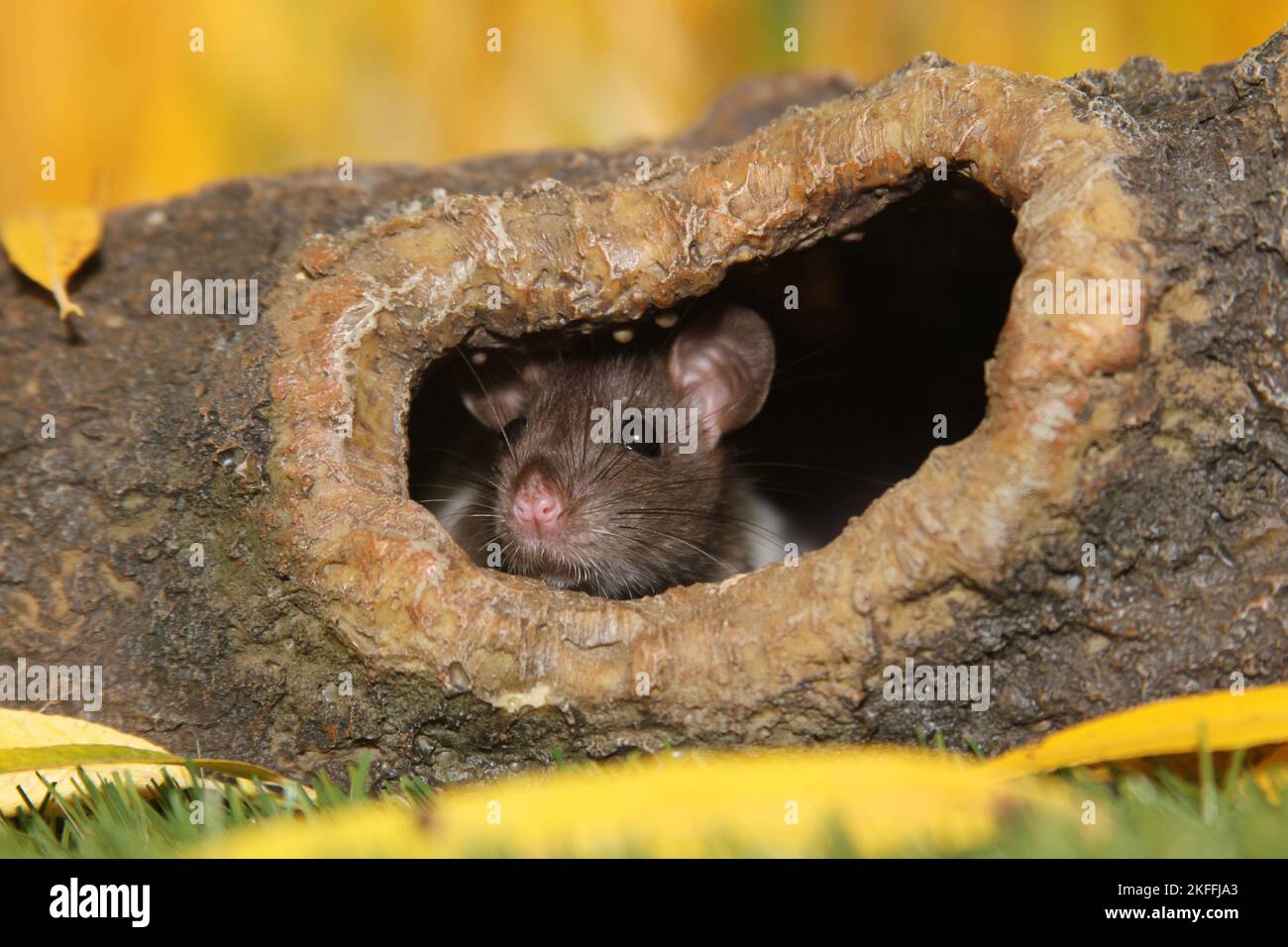 ausgefallene Ratte Stockfoto