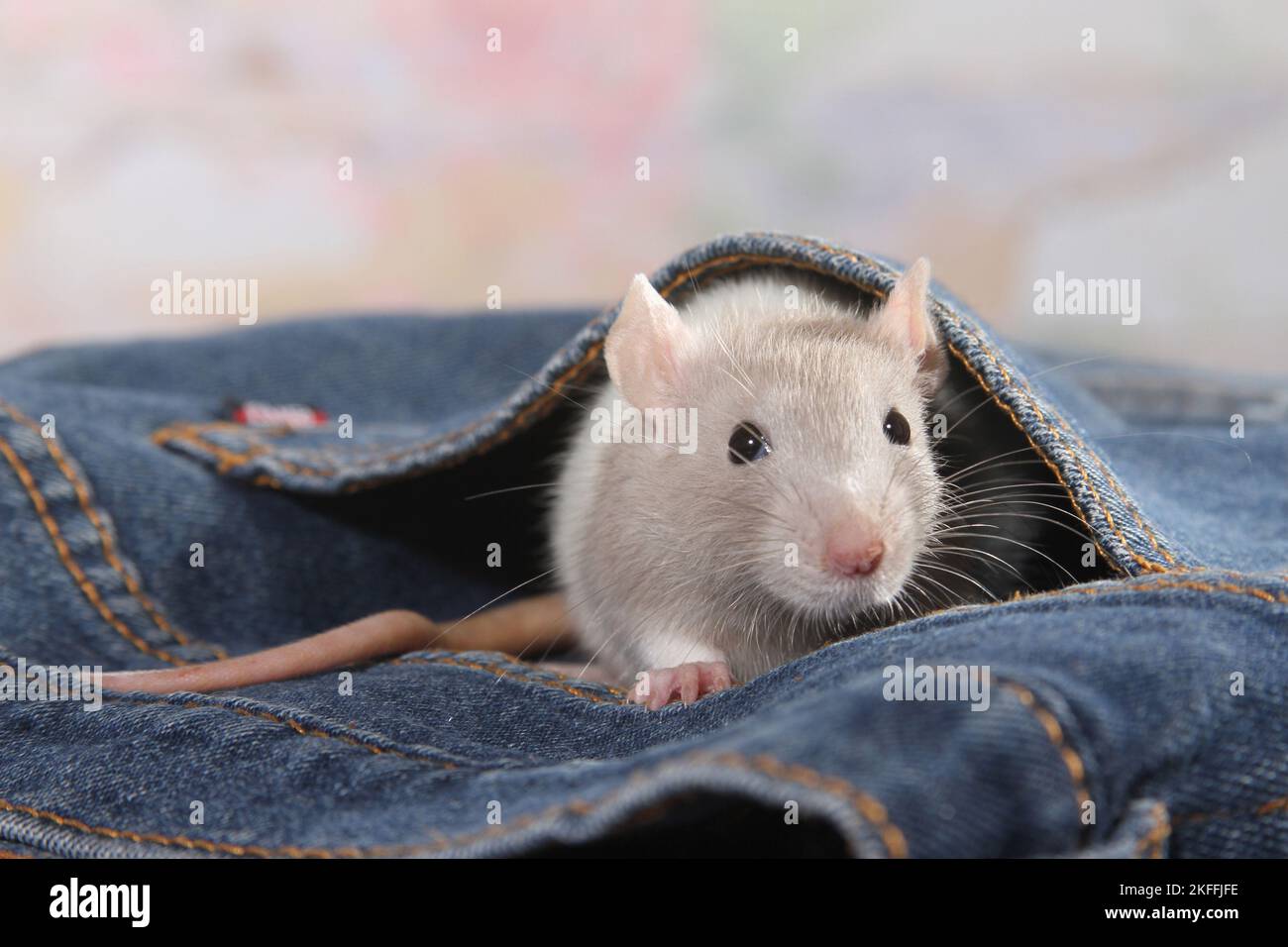 ausgefallene Ratte Stockfoto