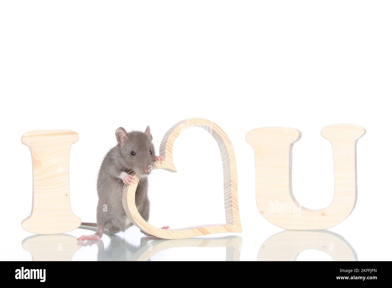 Ausgefallene Ratte auf weißem Hintergrund Stockfoto