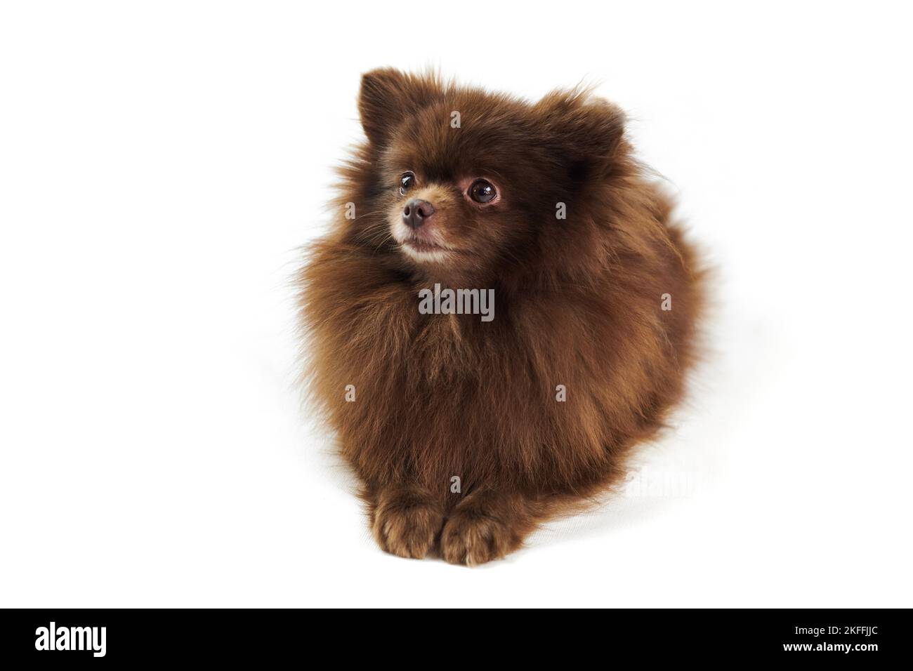 Brown Pommeranian Spitz Hund liegt isoliert auf weißem Hintergrund, niedlich Spitz Welpe Schokolade bräunliche Fellfarbe. Porträt von lustigen pommerschen Spitz Lügen Stockfoto