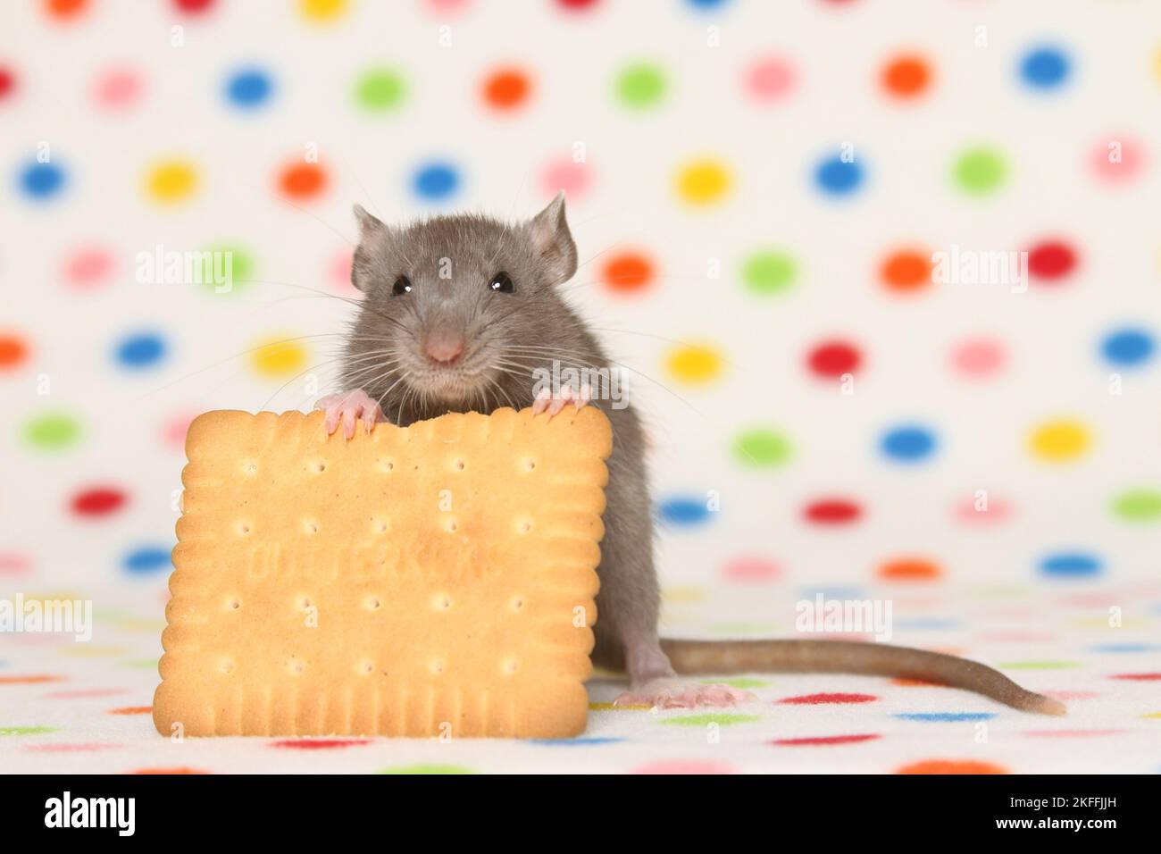 Schicke Ratte mit Keks Stockfoto