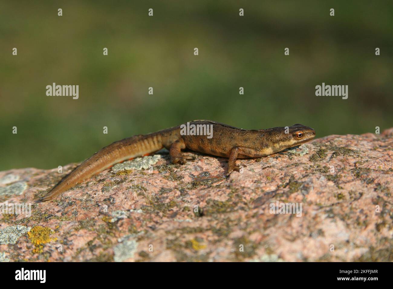 Gemeinsame newt Stockfoto