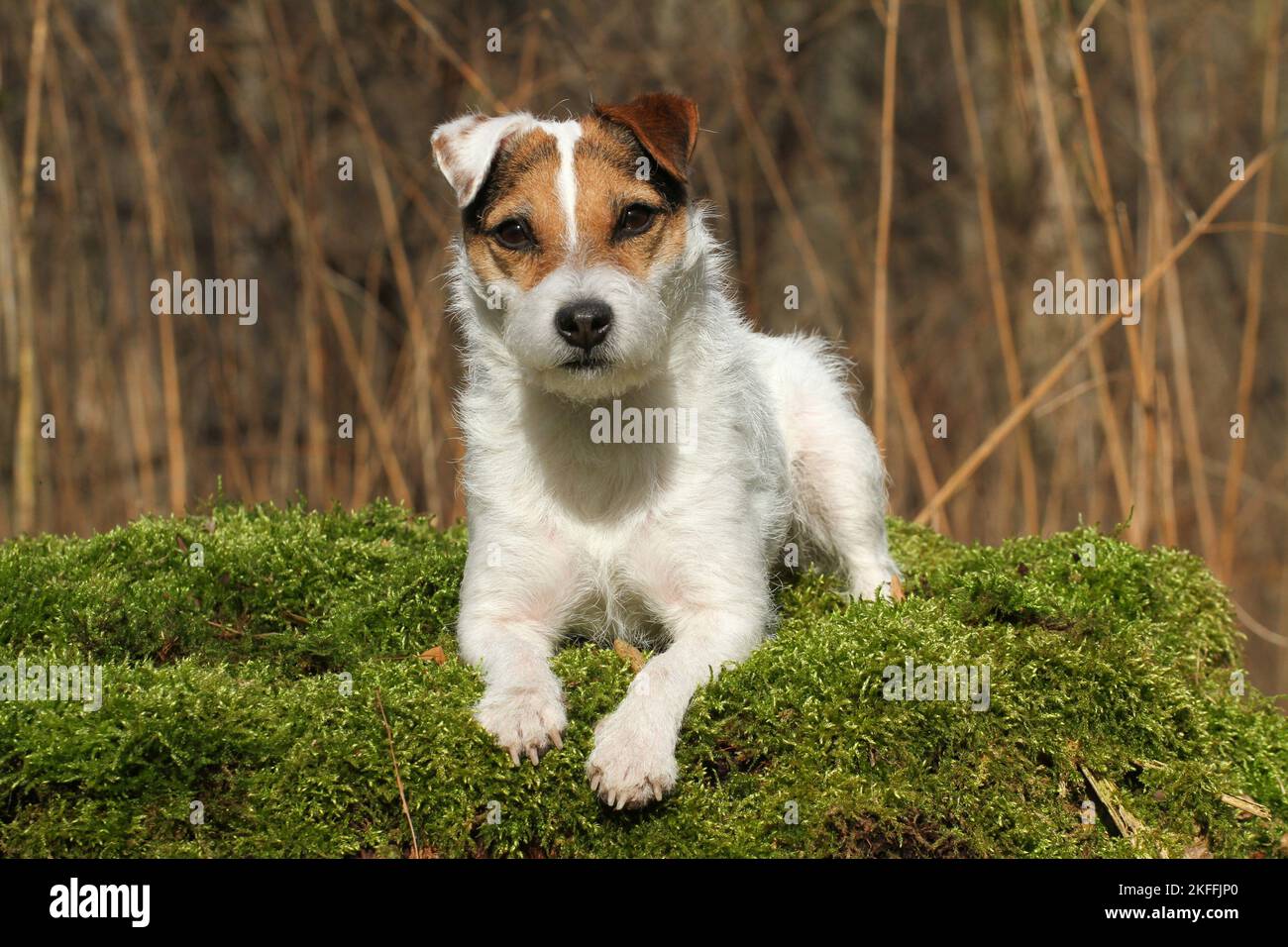 Jack Russell Terrier liegend Stockfoto