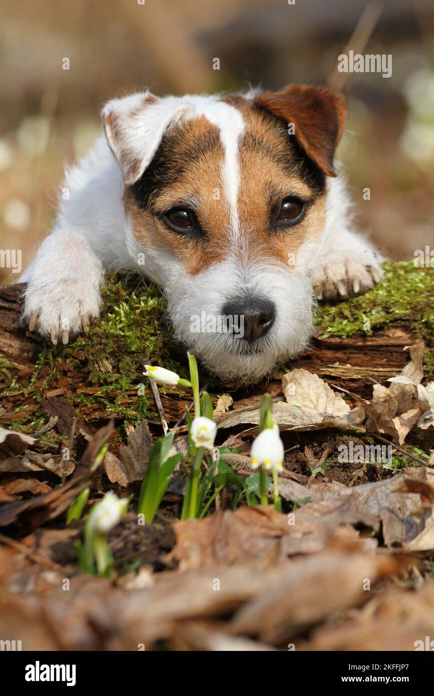 Jack Russell Terrier liegend Stockfoto