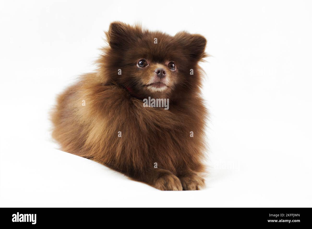 Brown Pommeranian Spitz Hund liegt isoliert auf weißem Hintergrund, niedlich Spitz Welpe Schokolade bräunliche Fellfarbe. Porträt von lustigen pommerschen Spitz Lügen Stockfoto