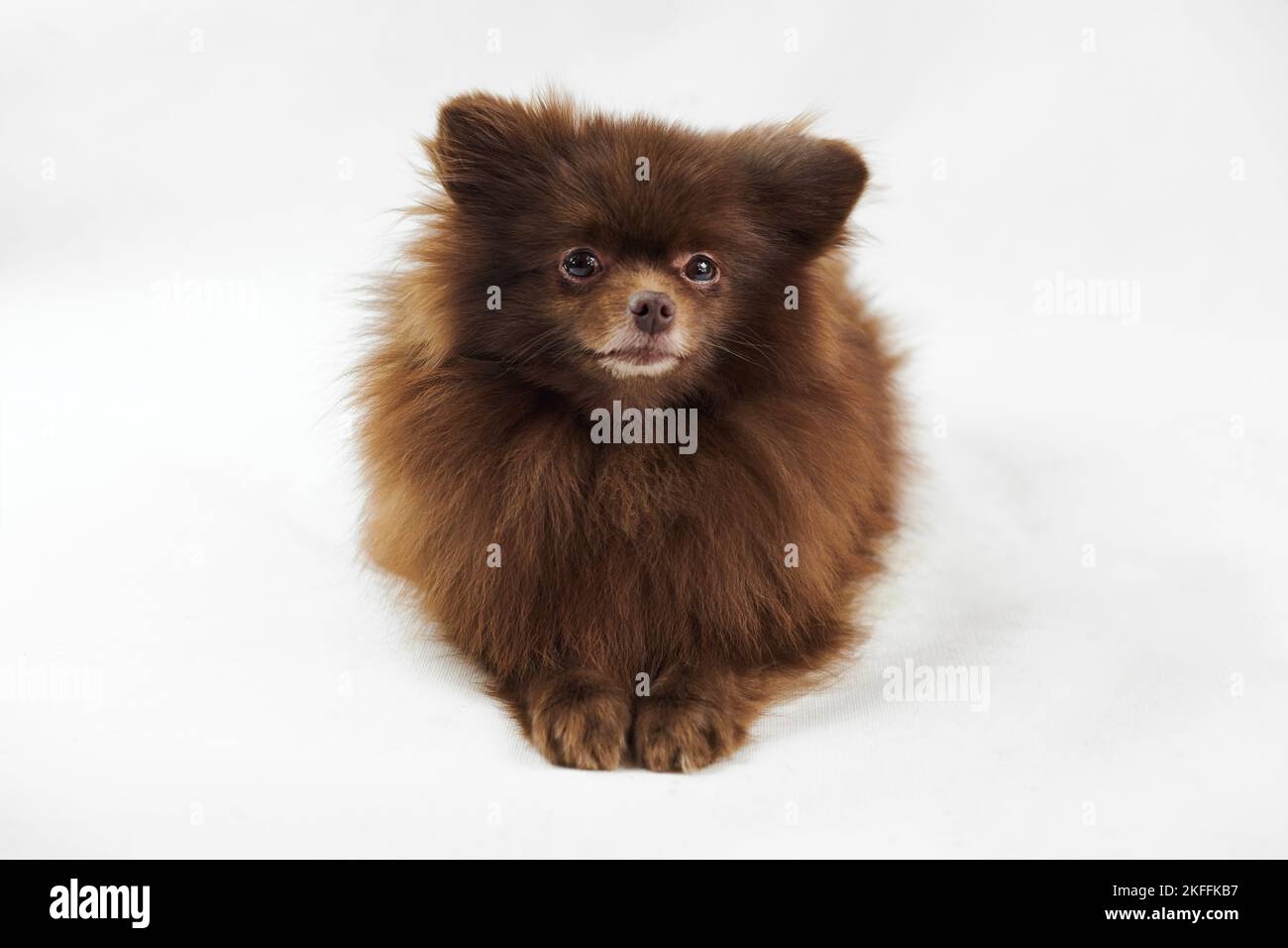 Brown Pommeranian Spitz Hund liegt isoliert auf weißem Hintergrund, niedlich Spitz Welpe Schokolade bräunliche Fellfarbe. Porträt von lustigen pommerschen Spitz Lügen Stockfoto