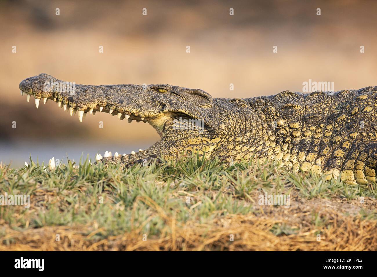 Nil-Krokodil Stockfoto