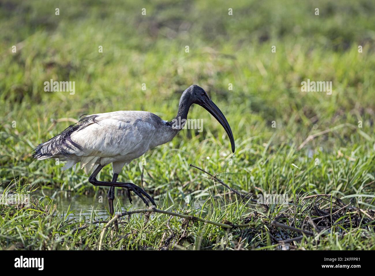 Zu Fuß zum heiligen Ibis Stockfoto