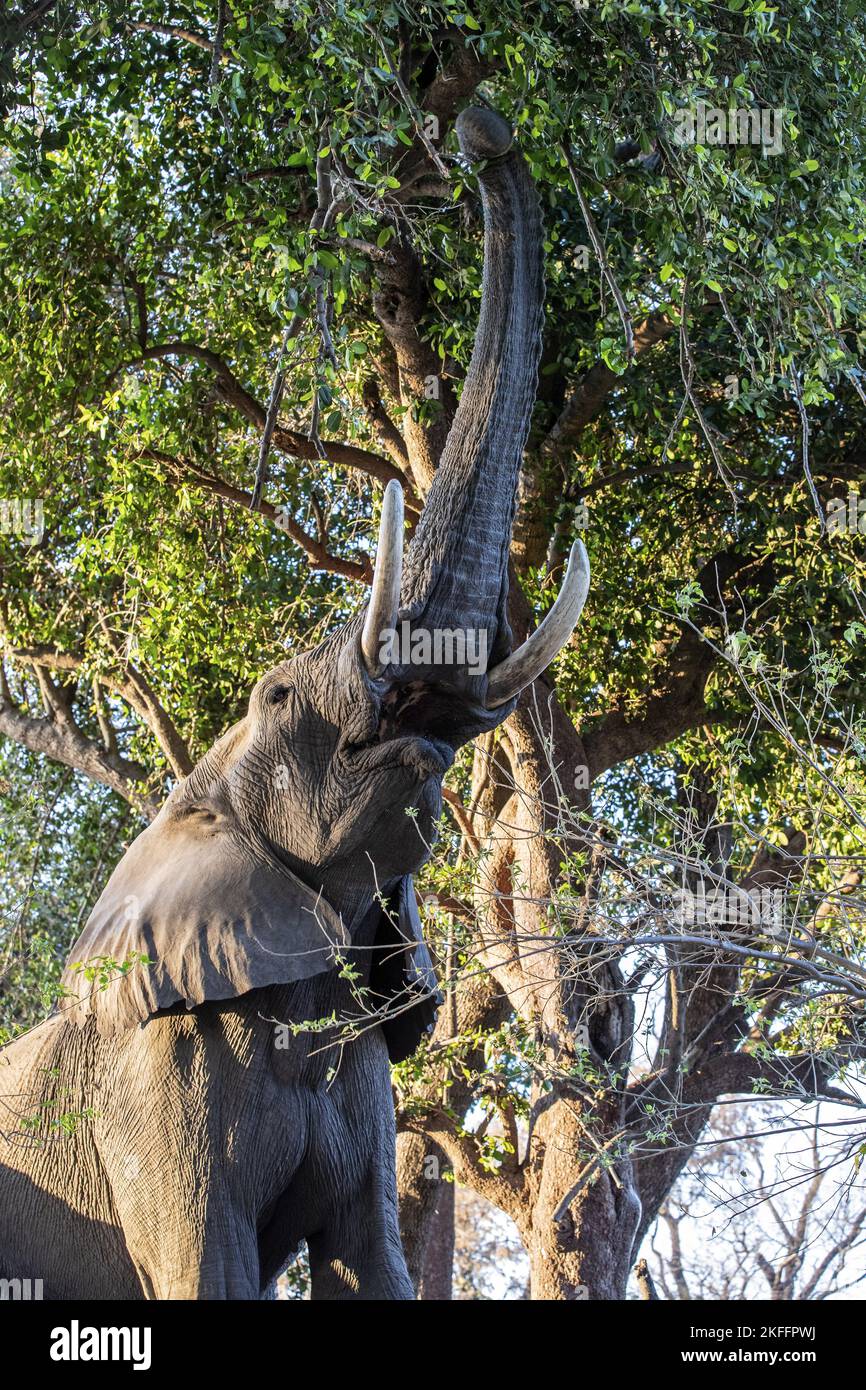 Afrikanischer Elefant Stockfoto