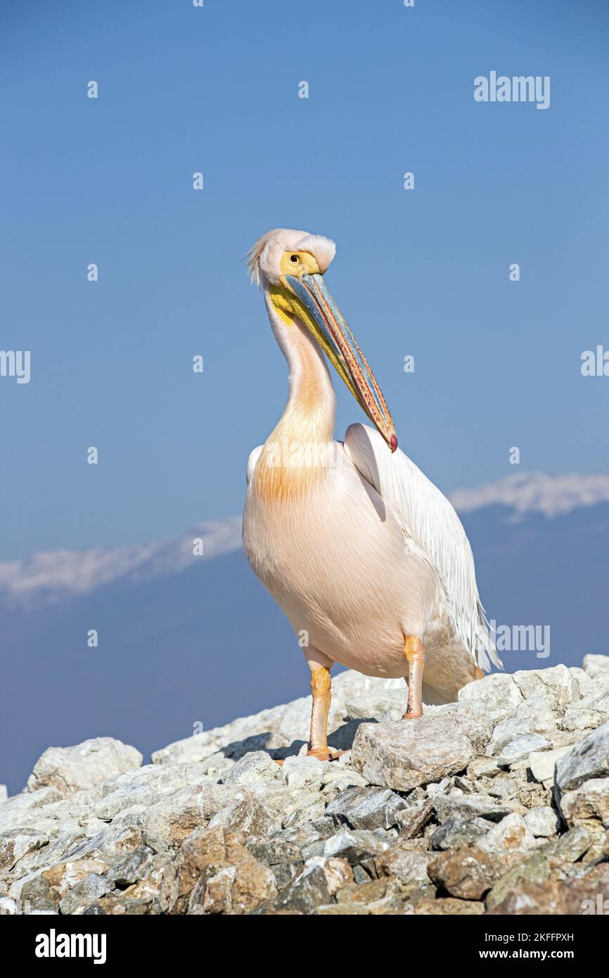Stehender großer weißer Pelikan Stockfoto