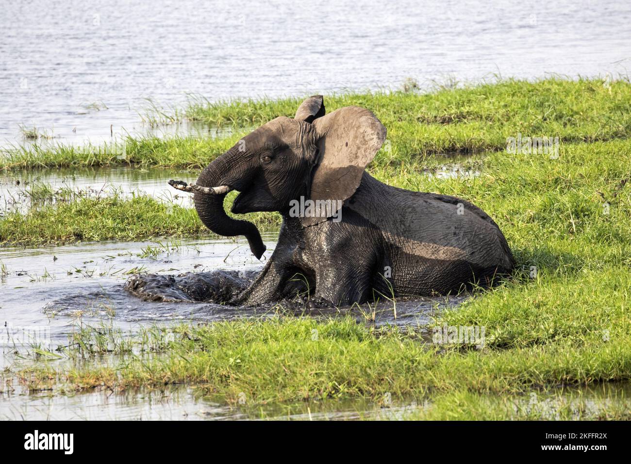 Afrikanischer Elefant Stockfoto