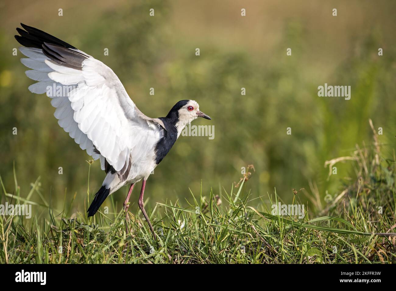 Langkiebige Kiebitz im Stehen Stockfoto