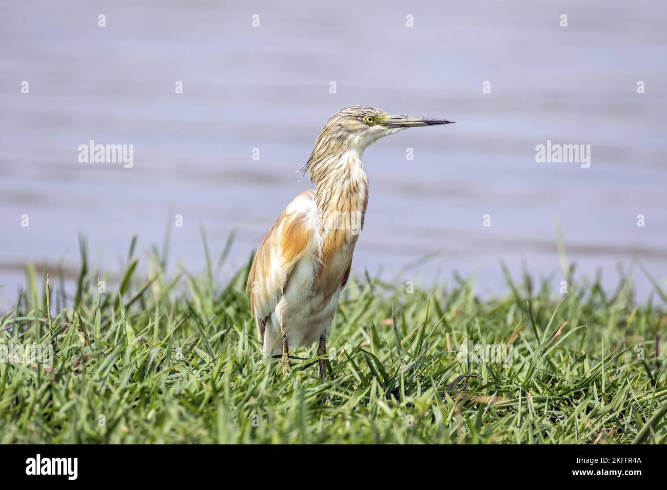 Stehender Squacco Heron Stockfoto