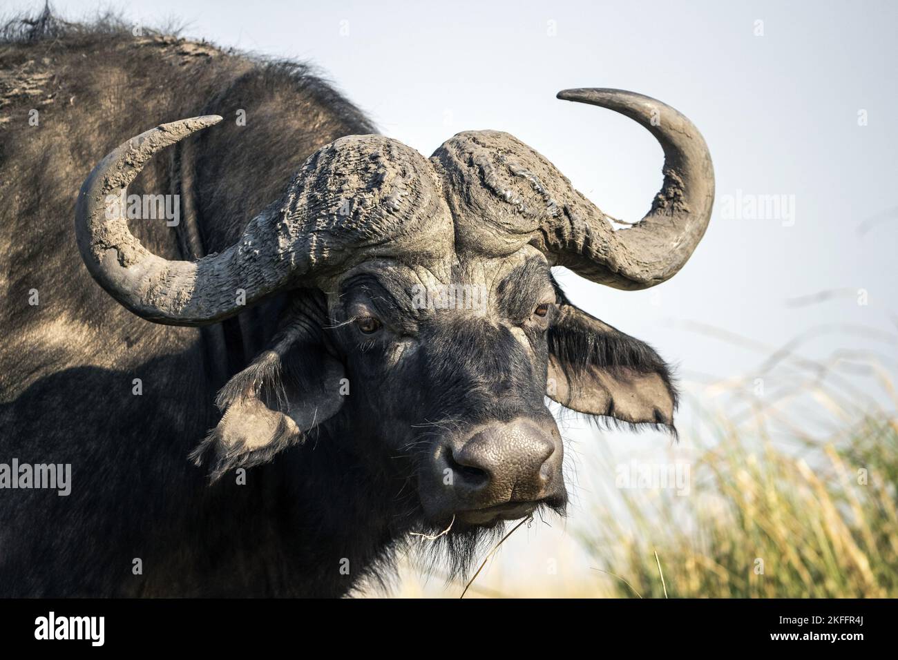 Afrikanischer Büffel-Porträt Stockfoto