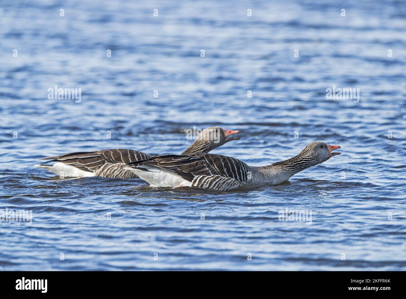 Schwimmende Graugänse Stockfoto