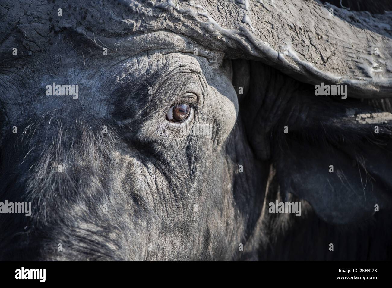 Afrikanischer Büffel-Porträt Stockfoto