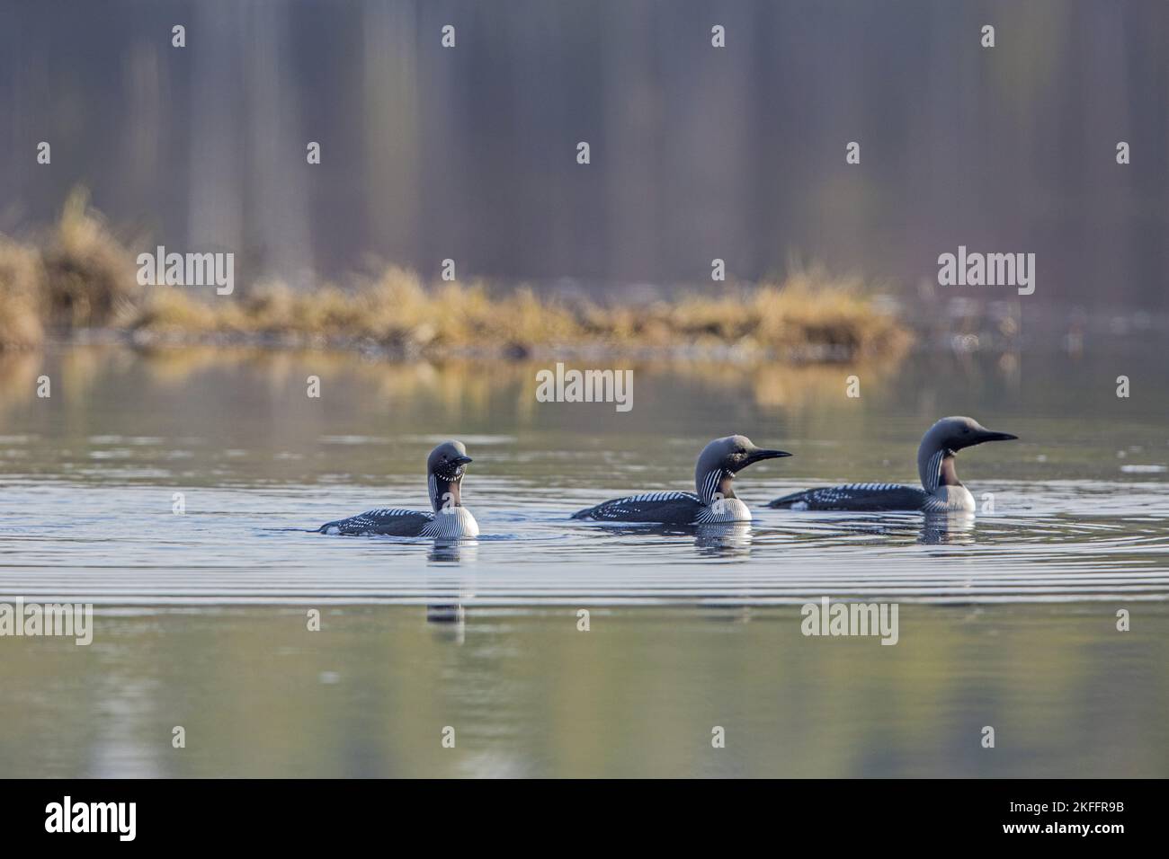 Schwimmender Schwarzkehltauch Stockfoto