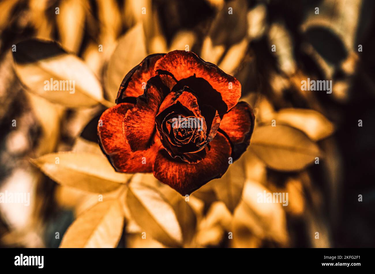 Kreative Komposition aus Blumen und Blättern. Flach liegend. Winterstimmung. Rote goldene Rose. Authentischer Blumenhintergrund. Natur abstraktes Dekorationsdesign. So Stockfoto