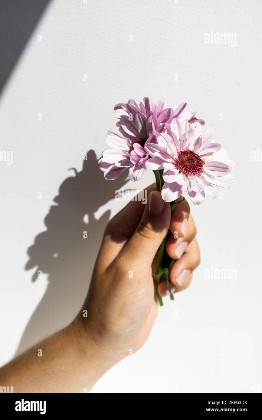 Strauß Chrysantheme Blume in der Hand auf dem weißen Hintergrund Stockfoto