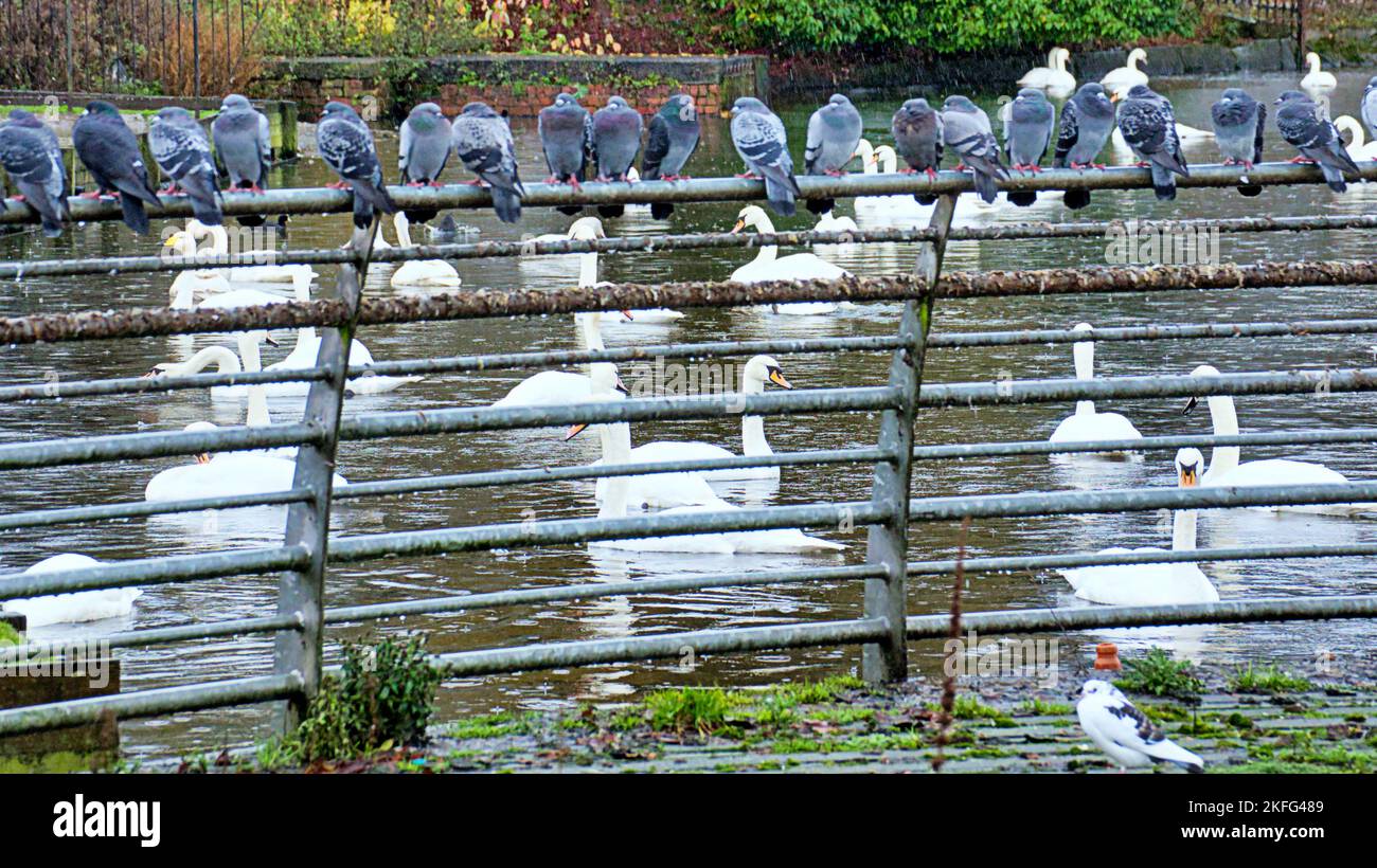 Glasgow, Schottland, Großbritannien 18.. November 2022. Bei der Hogganfield loch Avian-Grippe wurde die lokale Bevölkerung ausgemerzt, was ein Winterfütterungsort für Schwäne und Gänse ist, was die importierte Krankheit zur Folge hat, da nur wenige Vögel und einige eher gedämpfte und desorientierte Vögel in der Hoffnung auf Nahrung weiterhin auf der Parkplatzseite jagen. Dort befinden sich kriegerische Hinweise für die Vogelgrippe und zur Entfernung von Vögeln. Credit Gerard Ferry/Alamy Live News Stockfoto