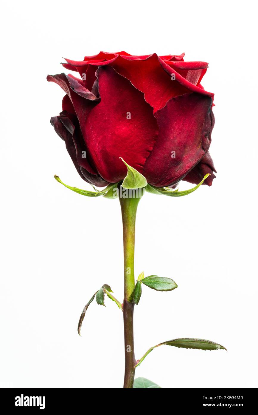 Eine Nahaufnahme einer roten ewigen Rose mit dunklen, verwelkten Blüten auf weißem Hintergrund Stockfoto