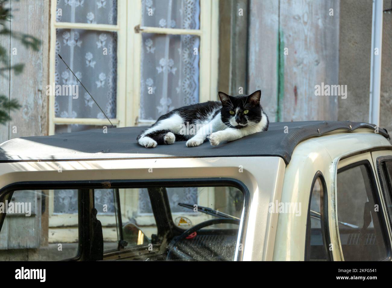 Nahaufnahme einer Straßenkatze, die auf dem Dach eines alten Autos liegt. Frankreich Stockfoto