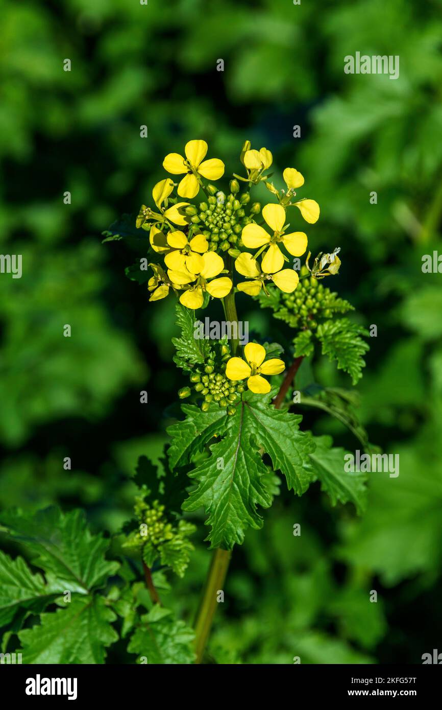 Rutabage-Blüten (Brassica napus) Stockfoto