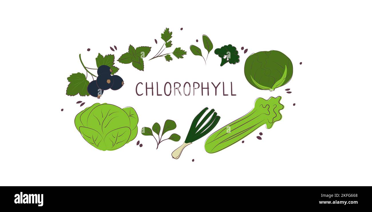 Chlorophyllhaltige Lebensmittel. Gruppen von gesunden Lebensmitteln mit Vitaminen und Mineralstoffen. Set aus Obst, Gemüse, Fleisch, Fisch und Milchprodukten Stock Vektor