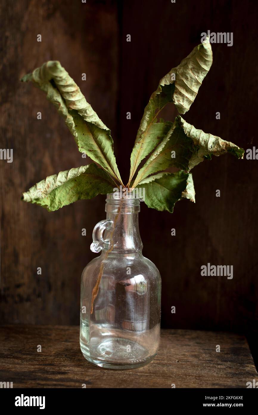 Ein trockenes Blatt in einer Glasflasche mit Holzhintergrund Stockfoto