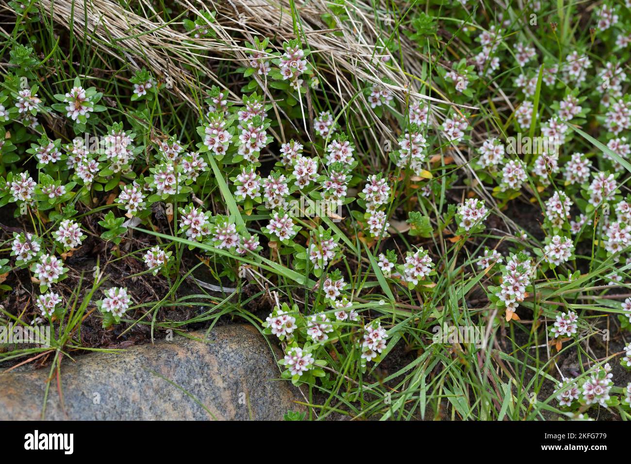 StrandMilchkraut, Strandmilchkraut, Milchkraut, Glaux maritima