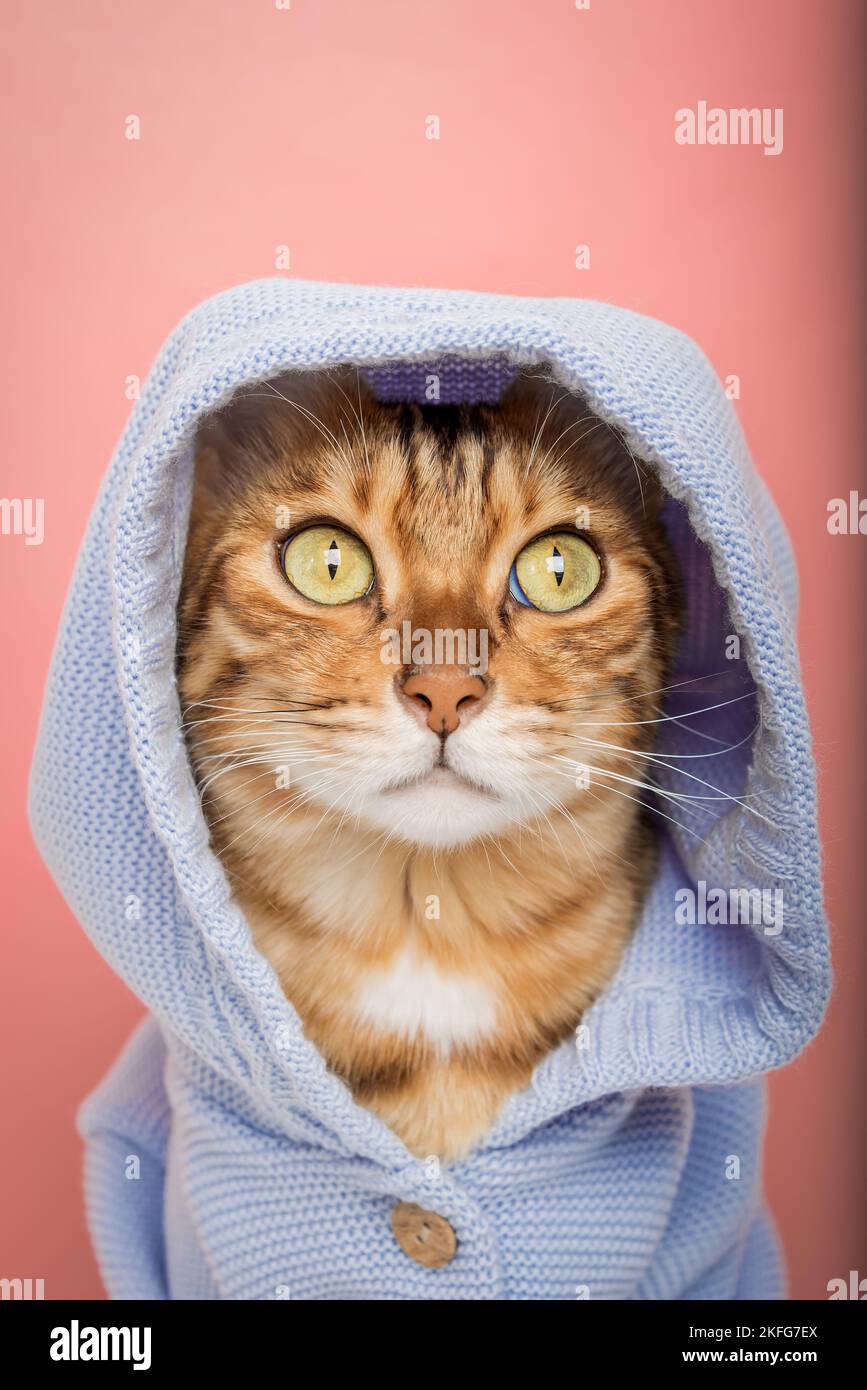 Coole Bengal Katze in einem gestrickten blauen Hoodie auf einem rosa Hintergrund. Stockfoto