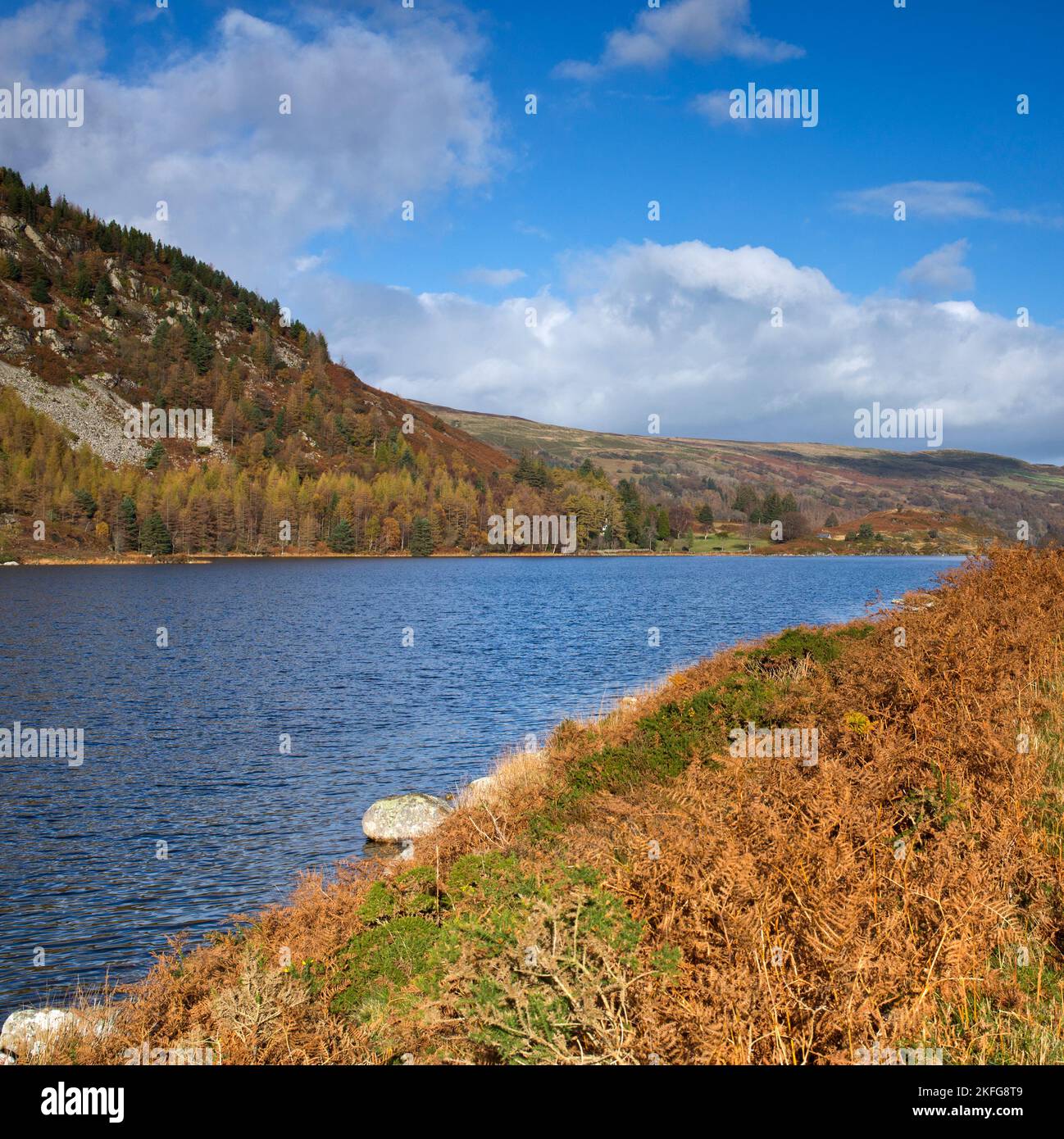Nördliches Ende des Llyn Geirionydd Sees im Herbst in der Nähe von Trefriw Snowdonia National Park Gwynedd North Wales Großbritannien, Spätherbst. Stockfoto