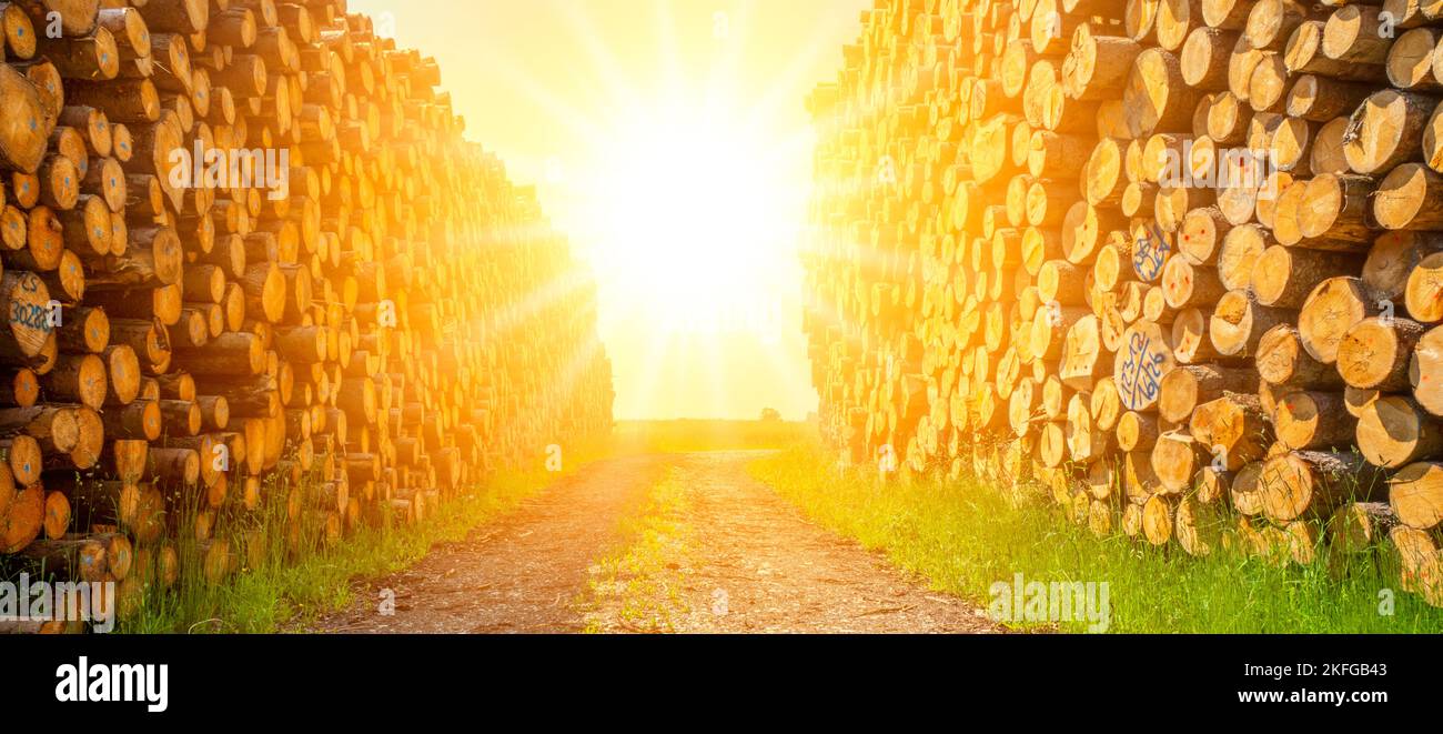 Aufbewahrungsort für Holzstämme mit Sonnenstrahl Stockfoto