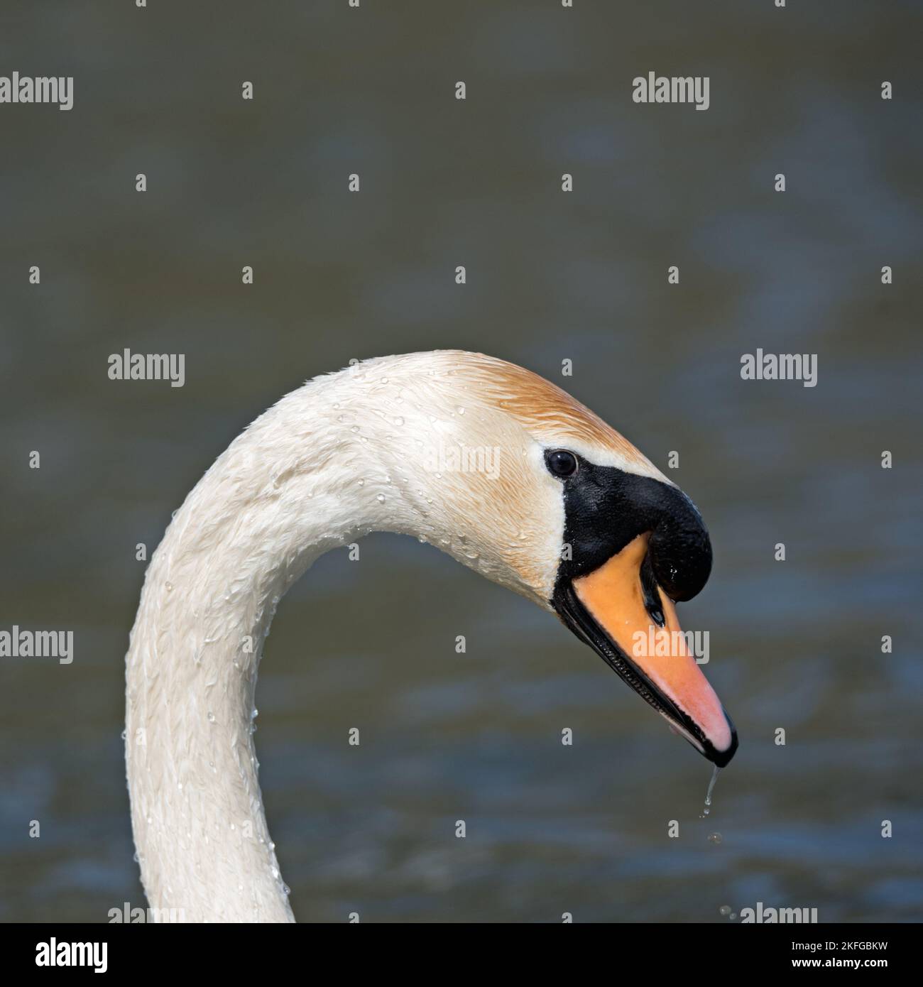 Quadratisches Porträt eines stummenden Schwans, Cygnus olor Stockfoto