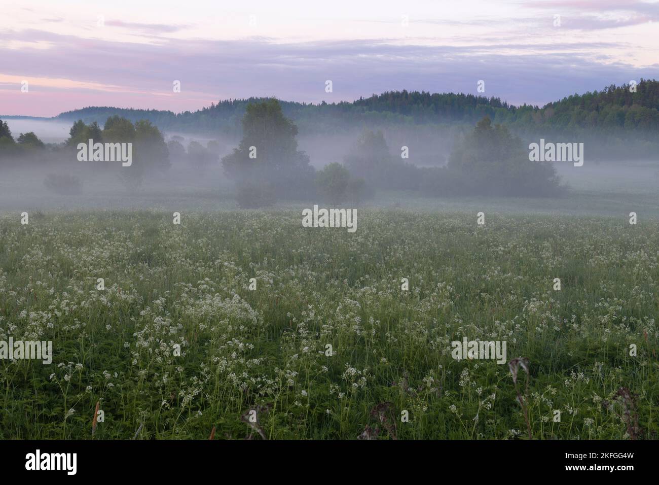 Neblige Morgenröte im Juni auf den Feldern von Süd-Karelien. Russland Stockfoto