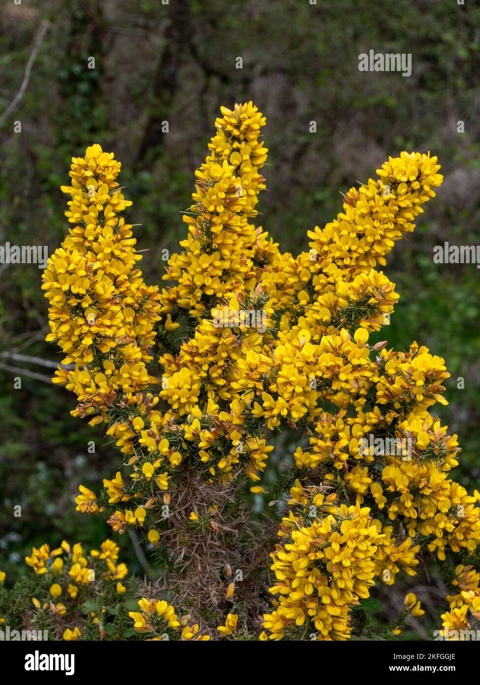 Ein Busch, Blütenstände von gelben Blüten, eine Pflanze. Ulex bekannt