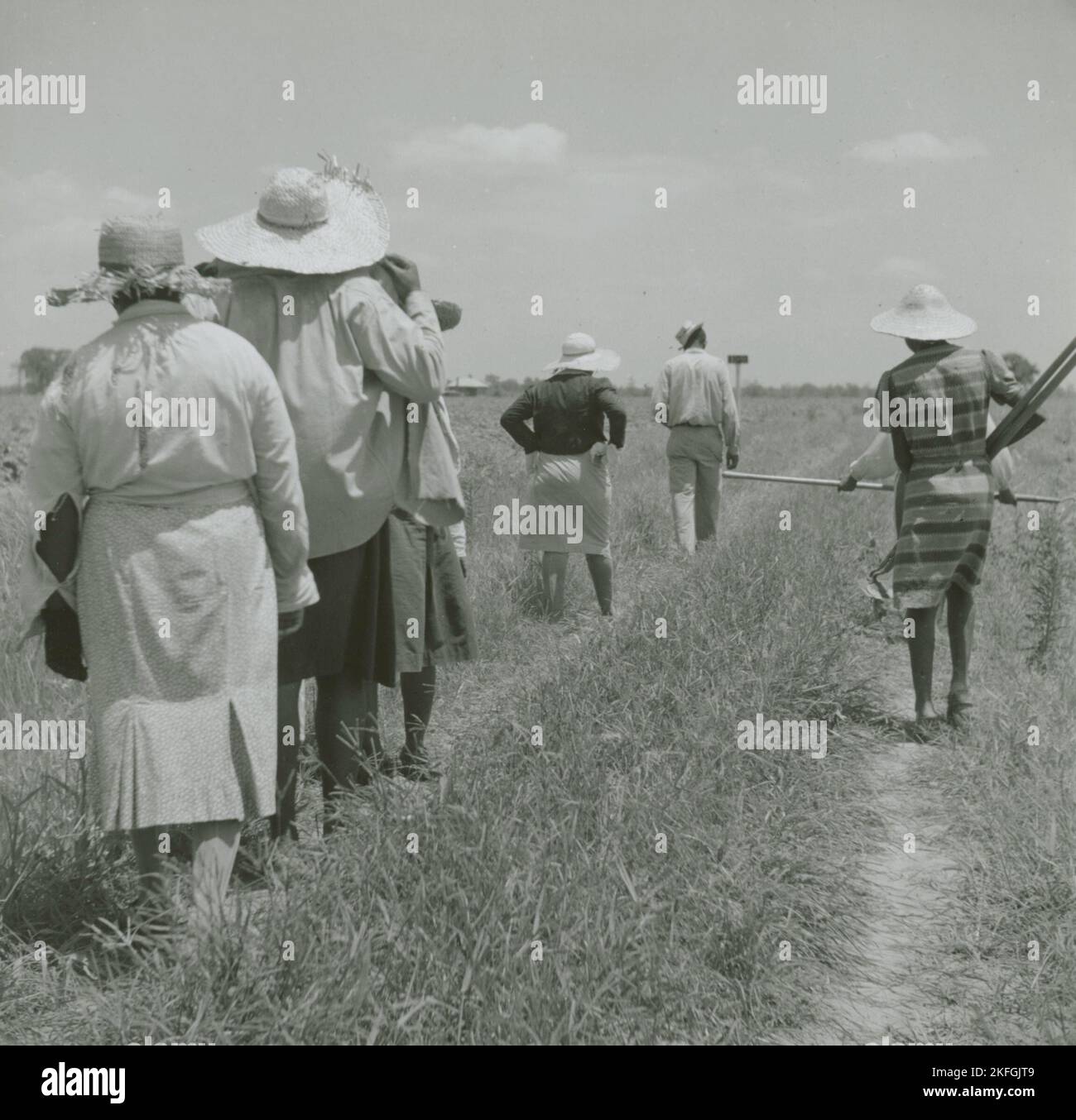 Afroamerikanische Baumwollplantagenarbeiter, angestellt als Tagelöhner, gehen neben Baumwollfeld in Hopson Plantation, Clarksdale, Mississippi Delta, Mississippi, August 1940. Stockfoto