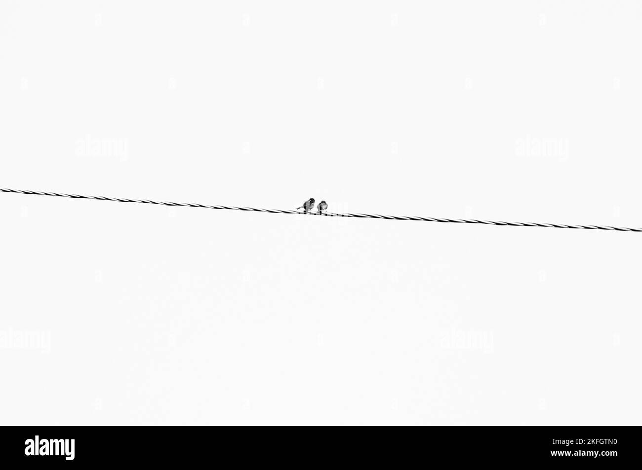 Eine schöne Aufnahme von zwei kleinen birs auf einem Draht Stockfoto