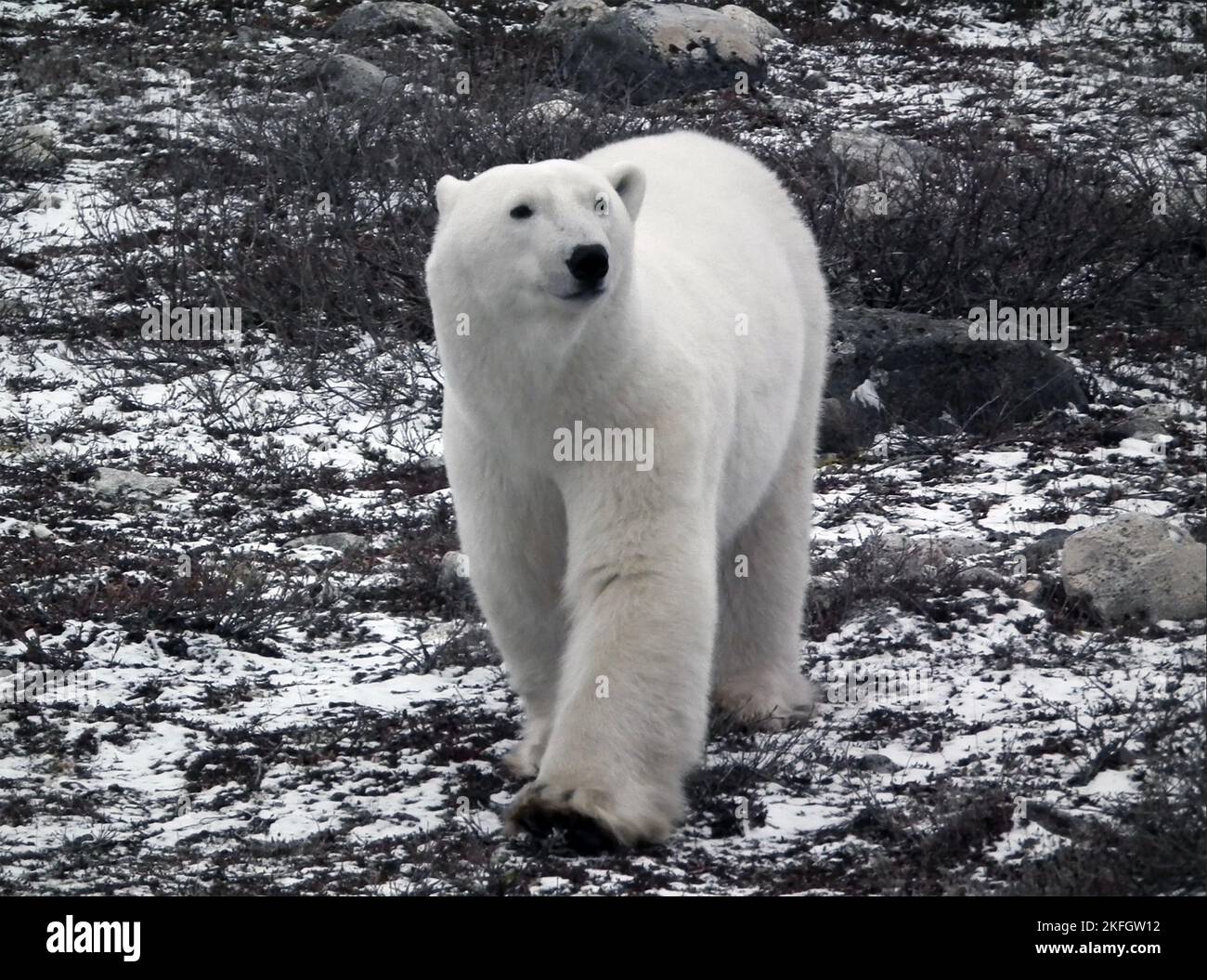 EISBÄR in der Nähe von Churchill, Kanada. Foto: Tony Gale Stockfoto