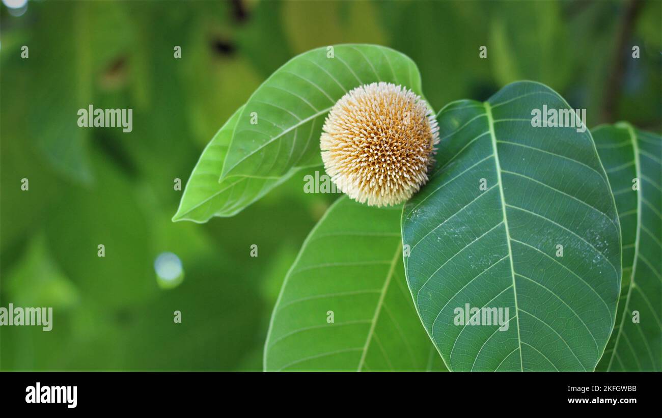 Schönstes Bild in bangladesch. Diese Blume ist 3. Teile rund. Stockfoto