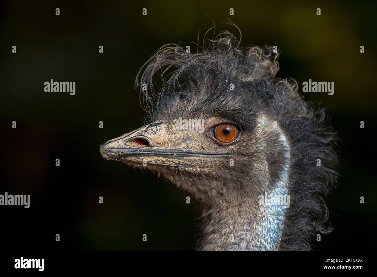 Emu (Dromaius novaehollandiae) Nahaufnahme des Kopfes, zweitgrößter lebender flugunser Vogel, der in Australien endemisch ist Stockfoto